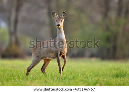 Roe deer