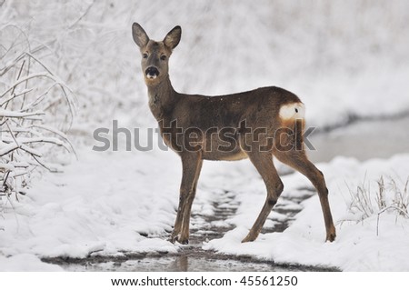 Similar – Image, Stock Photo reh roe deer Deer Fawn