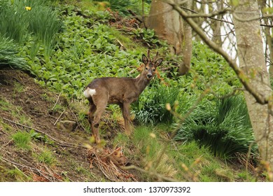 Roe Deer Aberdeen Scotland