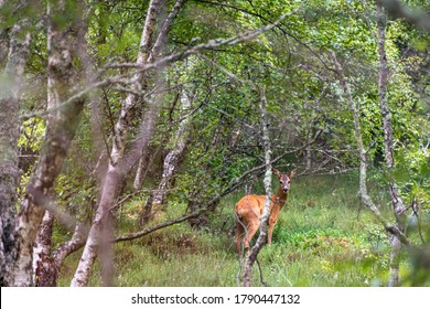 A Roe Deer In Birch Woods In Scotland.