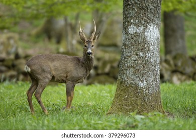 Roe Deer (Buck)