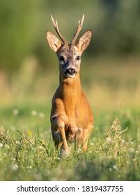 Roe Deer Buck( Capreolus Capreolus )