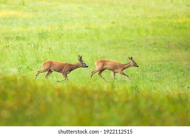 Roe Deer Buck, Capreolus Capreolus, A Roebuck Chasing Doe In A Rut Season On Lush Green Meadow.