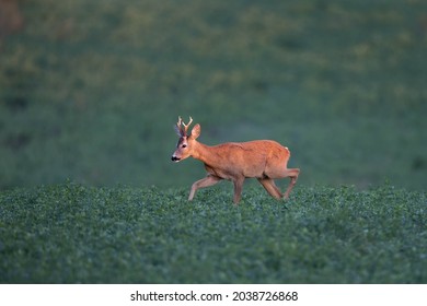 Roe Deer Buck (Capreolus Capreolus) Walking Through Lucerne Grass Field