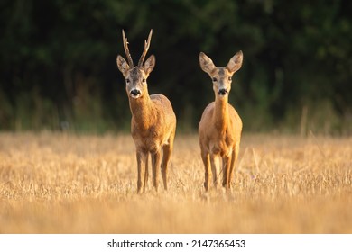 Roe deer buck and doe in courtship on a stubble field from front view. - Shutterstock ID 2147365453