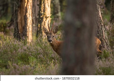 A Roe Deer Buck Hiding Between Pine Trees, Scotland