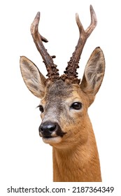 Roe Deer Buck Isolated On White.