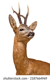 Roe Deer Buck Isolated On White.