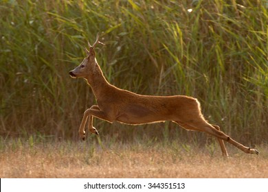 Roe deer buck is jumping.