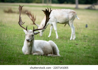 Roe Deer Buck In Knole Park, Kent, UK