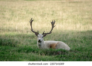 Roe Deer Buck In Knole Park, Kent, UK