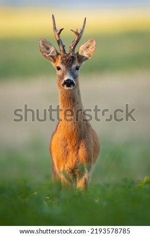 Roe deer buck with large antlers standing on field from front view