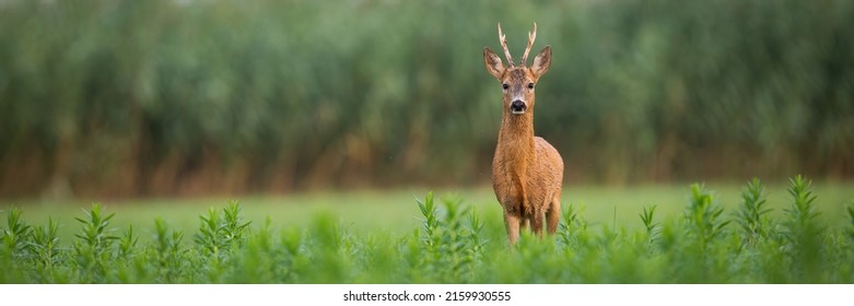 Roe deer buck looking in the camera on a green meadow in summer with copy space