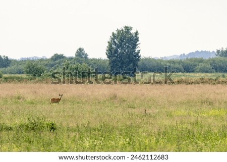 Similar – Reh mit Kitz auf der flucht