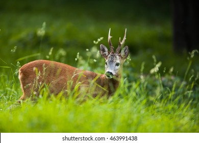 ノロジカ High Res Stock Images Shutterstock