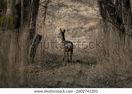 Roe Deer (Capreolus capreolus) between trees in the forest.