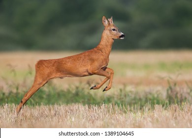 Roe deer, capreolus capreolus, buck running and jumping on a harvest field in summer. Wild animal moving fast in nature.
