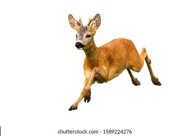 Roe deer, capreolus capreolus, buck running fast isolated on white background. Mammal jumping and approaching dynamically in summer nature cut out on blank. Vital wild animal moving.