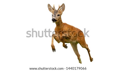 Roe deer, capreolus capreolus, buck running fast in summer isolated on white. Wild deer sprinting in nature cut out from background.