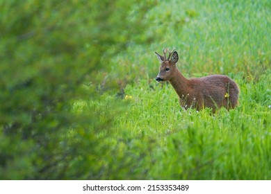            Roe deer, capreolus capreolus, buck standing on green field in spring sunlight. Brown mammal looking on grassland in sunshine. Wild antlered animal watching on glade.                    