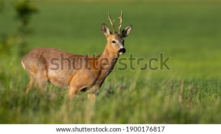 Roe deer, capreolus capreolus, buck standing on green field in spring sunlight. Brown mammal looking on grassland in sunshine. Wild antlered animal watching on glade.
