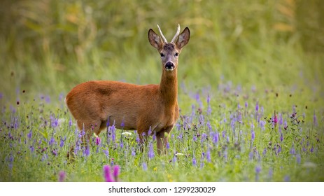 Roe deer, capreolus capreolus, buck in summer on a meadow full of flowers. Roebuck at sunset. Wild animal in natural environment. Cute wild male deer.