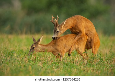 Roe Deer, Capreolus Capreolus, Couple Copulating At Evening Light During Summer Rain. Wild Animals Reproducing. Mammals Having Sex. Mating Behaviour During Rutting Season In Wilderness.