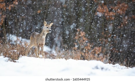 Roe Deer, Capreolus Capreolus, Doe Standing In Blizzard With Snowflakes Falling In Winter. Wild Mammal Watching In Cold Weather On A Glade In Forest With Copy Space.