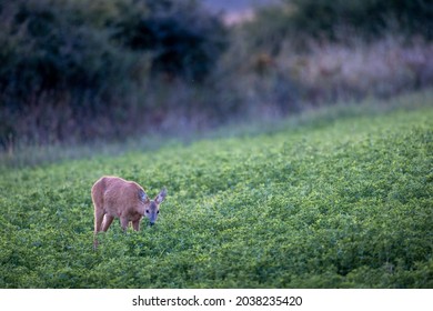 Roe Deer Capreolus Eating Green Lucerne Grass