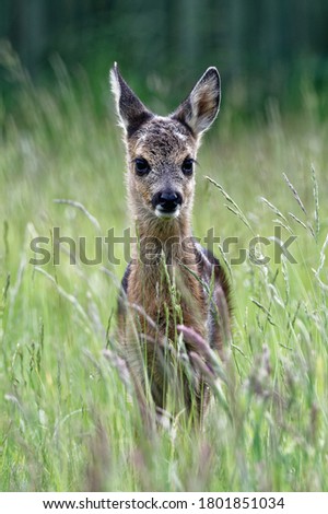 Similar – Foto Bild Reh in einem Feld stehend