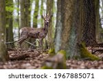 Roe deer (Capreolus capreolus) Large mammal standing between trees. Animal in deciduous forest. Ruminant with brown fluffy fur and antlers. Green sunny diffused background. Scene from wild nature.    