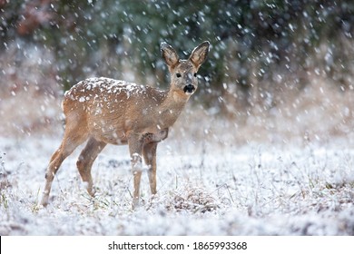 Roe Deer, Capreolus Capreolus, Looking On Field During Snowing In Winter. Little Wild Female Mammal Standing On White Meadow In Snowstorm. Brown Doe Watching On Glade In Blizzard.