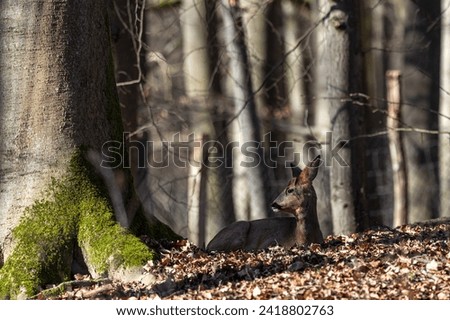 Similar – A little deer stands in the forest