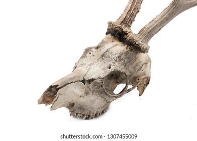 Roe deer (Capreolus capreolus), mammal skull and horns, white background - Shutterstock ID 1307455009