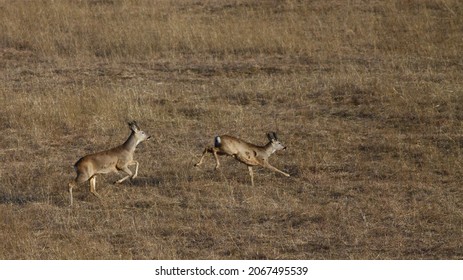 Roe Deer (Capreolus Capreolus) In The Kiskunság National Park, Hungary