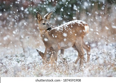 Biche Dans La Neige Images Stock Photos Vectors Shutterstock