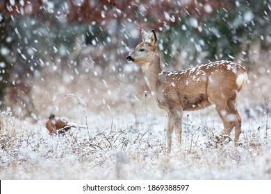 Roe Deer, Capreolus Capreolus, Standing On Meadow In Snowstorm In Winter. Little Doe Looking On Field During Snowing. Female Mammal Watching On White Glade In Blizzard.