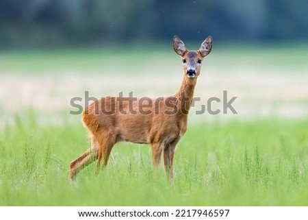 Similar – Foto Bild Rehwild im Gras auf einer Wiese stehend