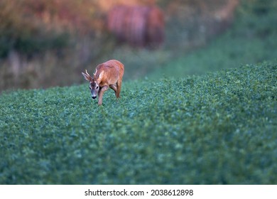 Roe Deer Capreolus Capreolus Walking Through Tall Lucerne Grass