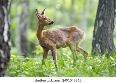 Roe deer - Capreolus capreolus - walking through a meadow with a birch forest in the background - Powered by Shutterstock