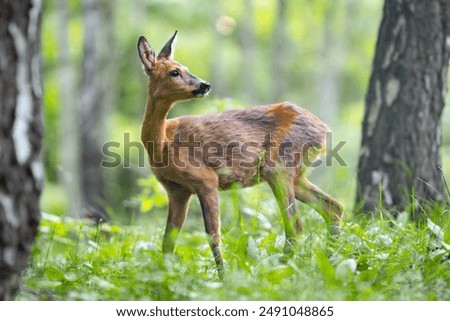 Image, Stock Photo red roe deer in the grass