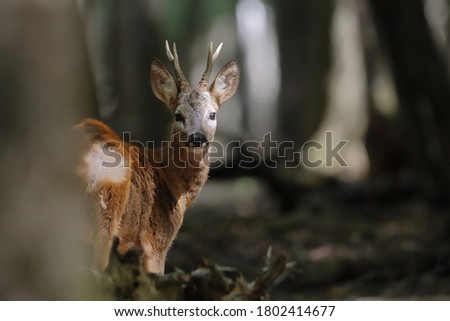 Roe deer in a closed forest