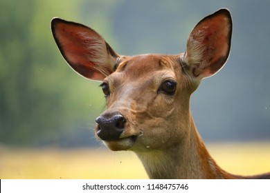 baby deer ears