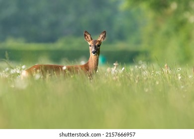 Roe deer doe (Capreolus capreolus) in a field of flowers in spring. Beautiful UK wildlife scene.