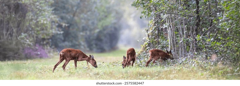 Roe deer doe with her fawns walking and eating in a forest alley. Capreolus capreolus, Sologne, Loiret 45, région Centre-Val-de-Loire, France, European Union, Europe