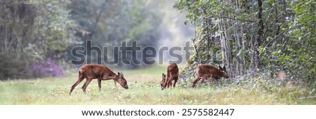 Image, Stock Photo Reh beim Absprung , Roe deer, Capreolus capreolus, running in the field at sunset