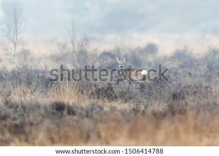 Similar – Image, Stock Photo fog Nature Landscape