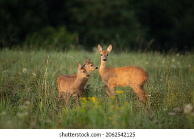 Roe Deer Doe with two fawns (Capreolus Capreolus) in beautiful morning sunlight - Shutterstock ID 2062542125