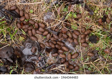 Roe Deer Droppings On Ground Stock Photo 1964344483 | Shutterstock