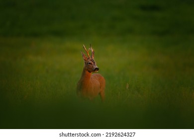 Roe Deer During Rut. Main Deer On The Meadow. Wild Animals In Natural Habitat.	